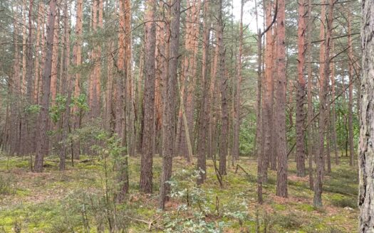 Działka rolno-leśna Stare Lipki