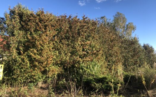 Atrakcyjna działka budowlana Dys